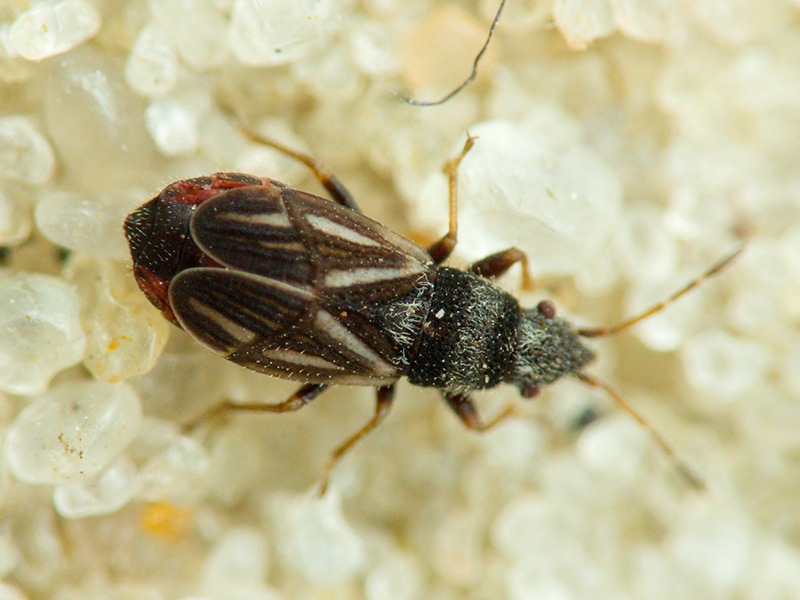 Tropidophlebia costalis (Herrich-Schäffer, 1850)